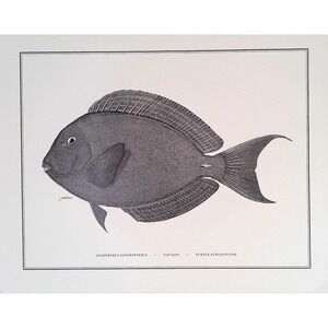 1985 Purple Surgeonfish Original Fish Book Plate Tropical Ocean Wall Art Print